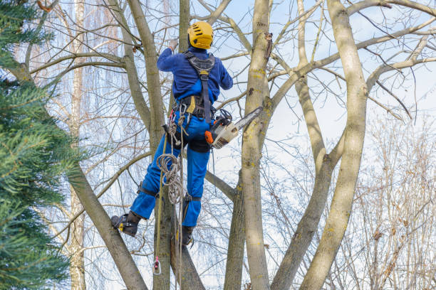 Lawn Watering Services in Brookville, PA