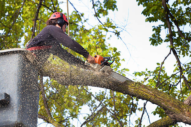 Reliable Brookville, PA Tree Services Solutions