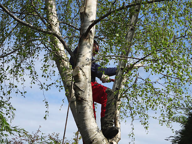 How Our Tree Care Process Works  in  Brookville, PA